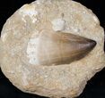 Mosasaur Tooth In Rock - XL Size #13131-1